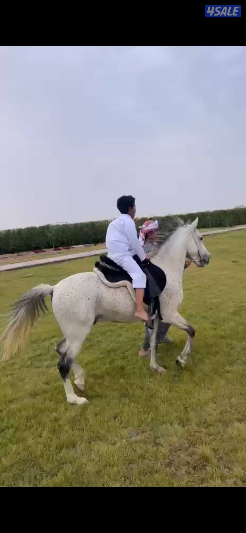 حصان بلدي شرط سلم عمره ٥ سنين0