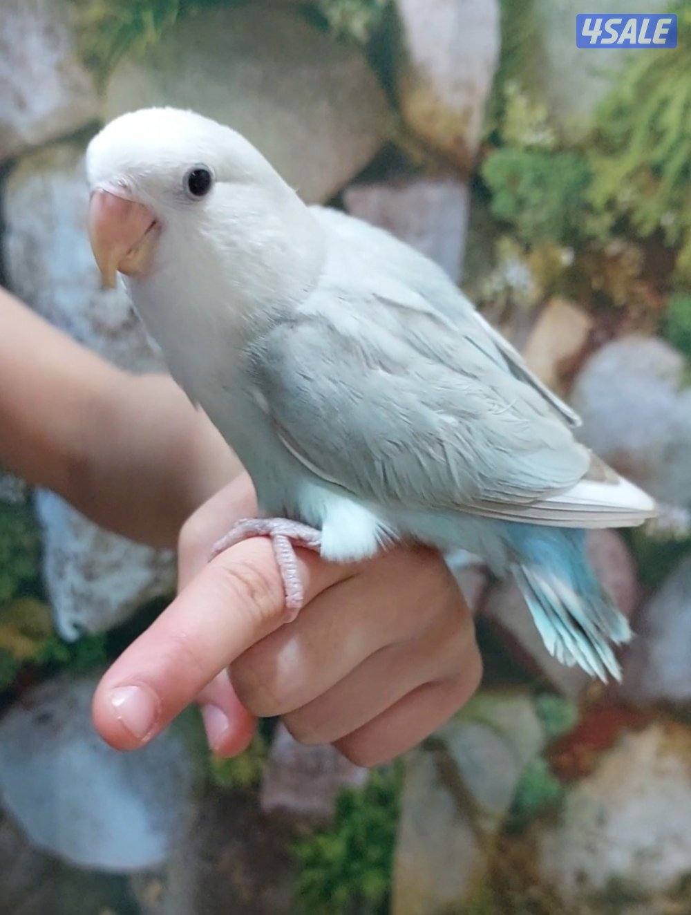 للبيع كروان نهاية عس ب٣٠ ولوف بيرد نهاية عس ب٢٥0