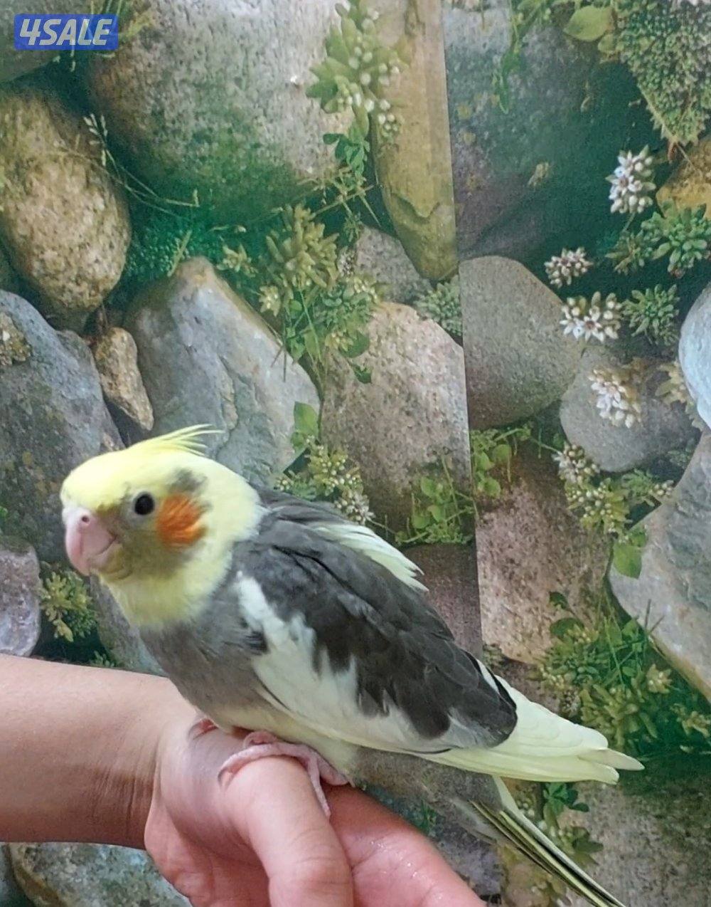 للبيع كروان نهاية عس ب٣٠ ولوف بيرد نهاية عس ب٢٥1