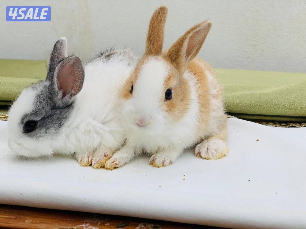 للبيع ارانب فرنسية صغار 🐰0