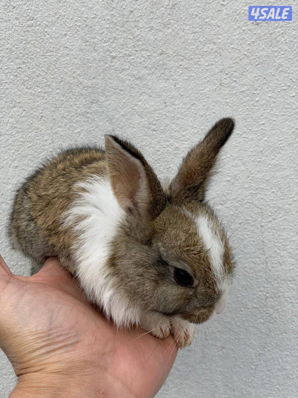 للبيع ارانب فرنسية صغار 🐰2