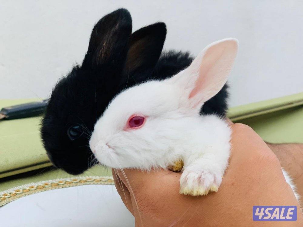 للبيع ارانب فرنسية صغار 🐰3