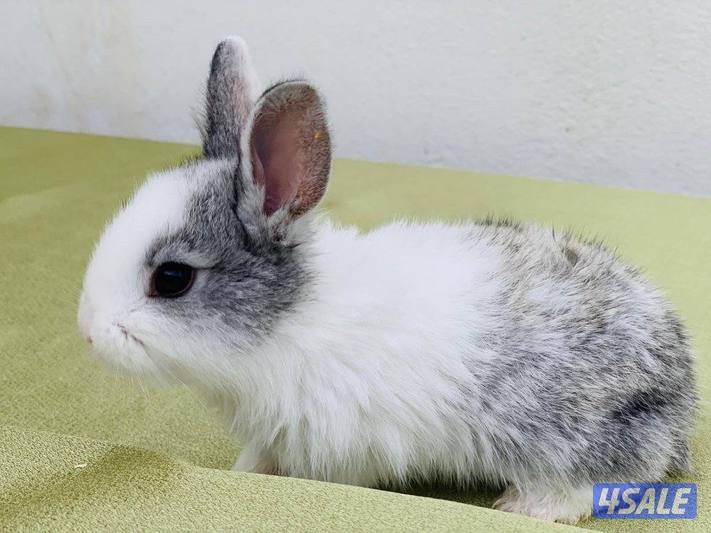 للبيع ارانب فرنسية صغار 🐰4
