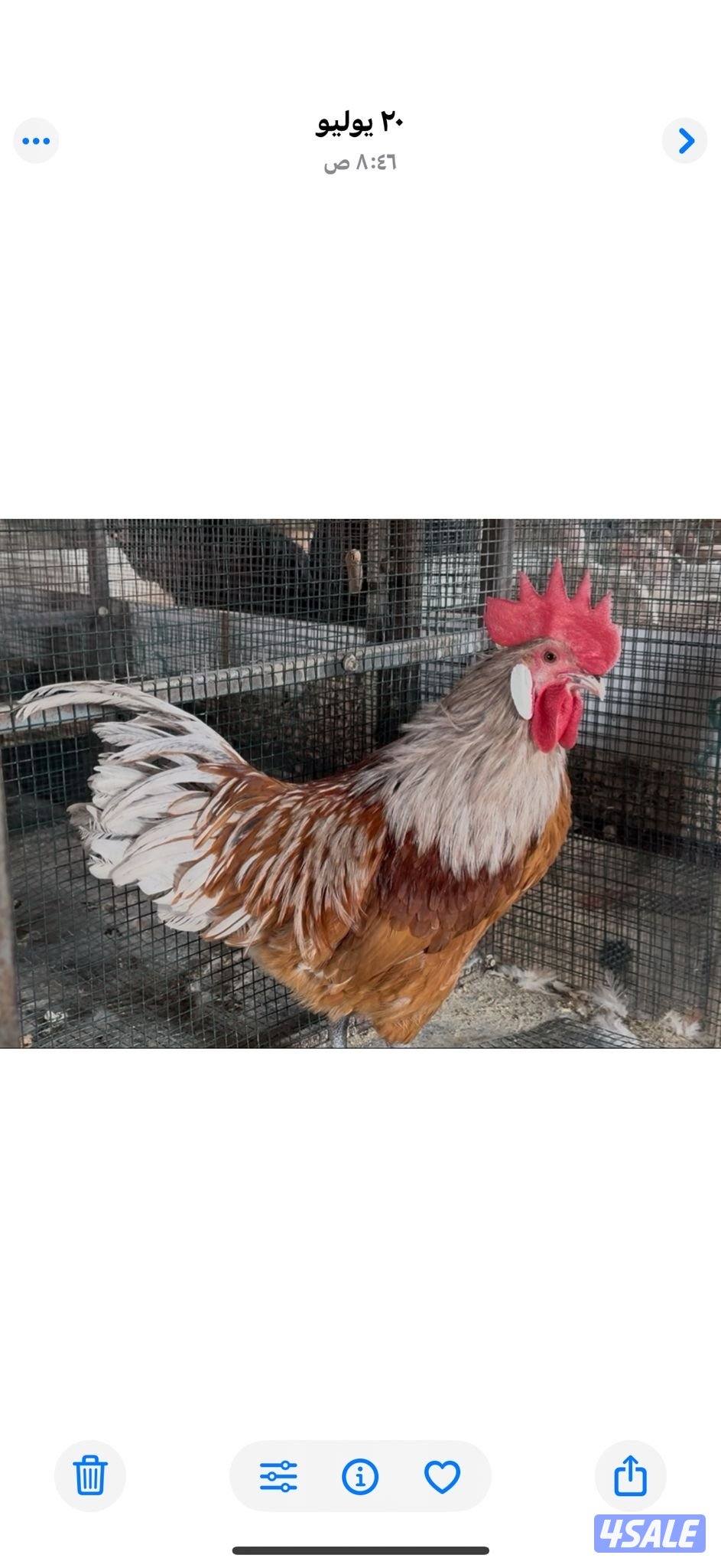 ديك فورورك سبلاش0