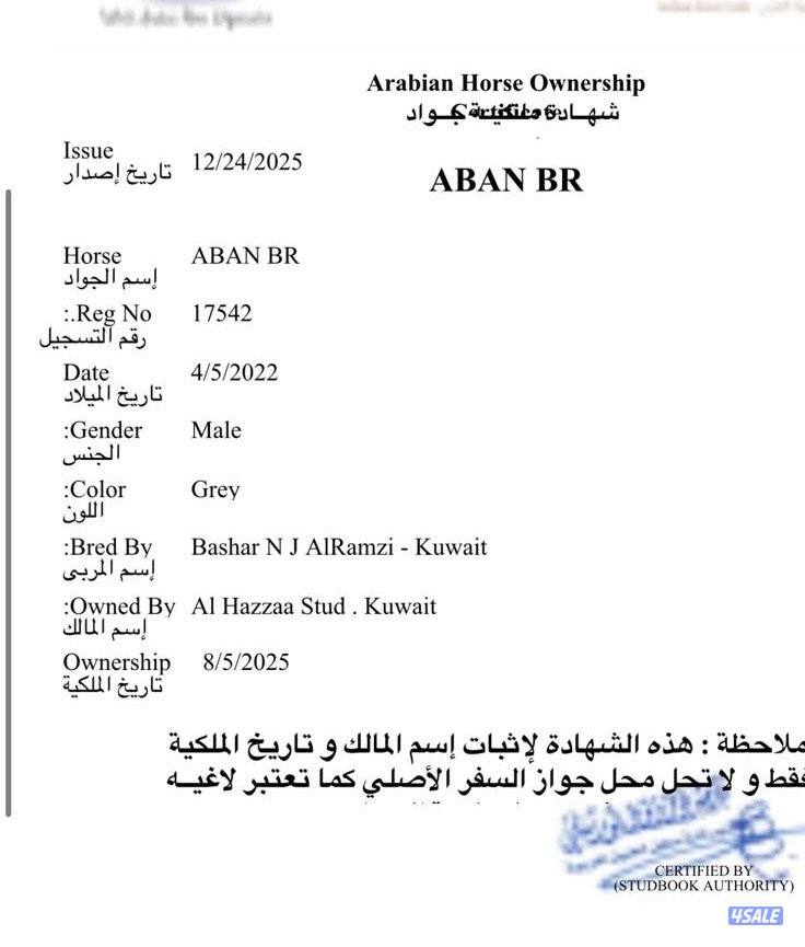 بولش بوراقه معسوف مواليد 22 - مقطع مرفق بالاعلان1