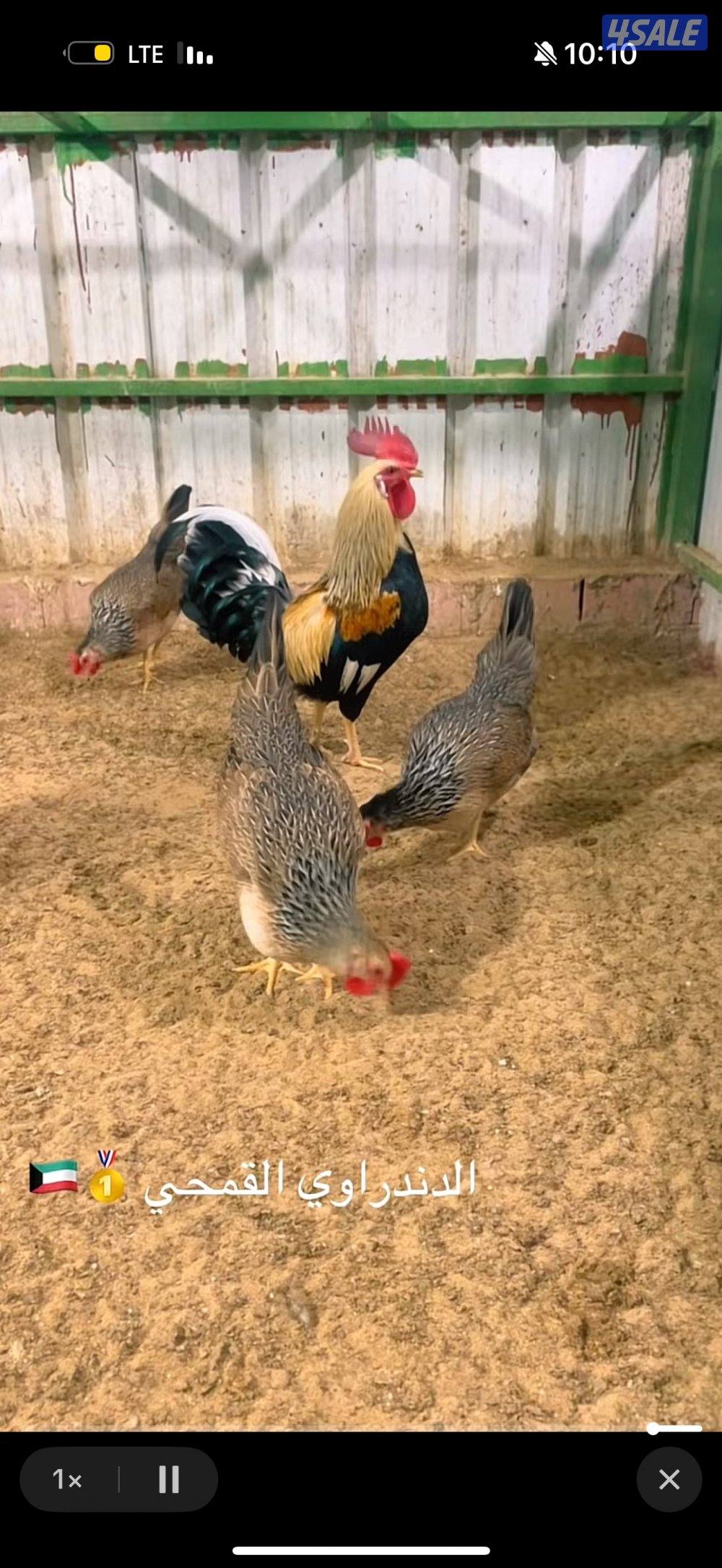 مطلوب فيومي قولد و دندراوي قمحي مثل الي بصوره1