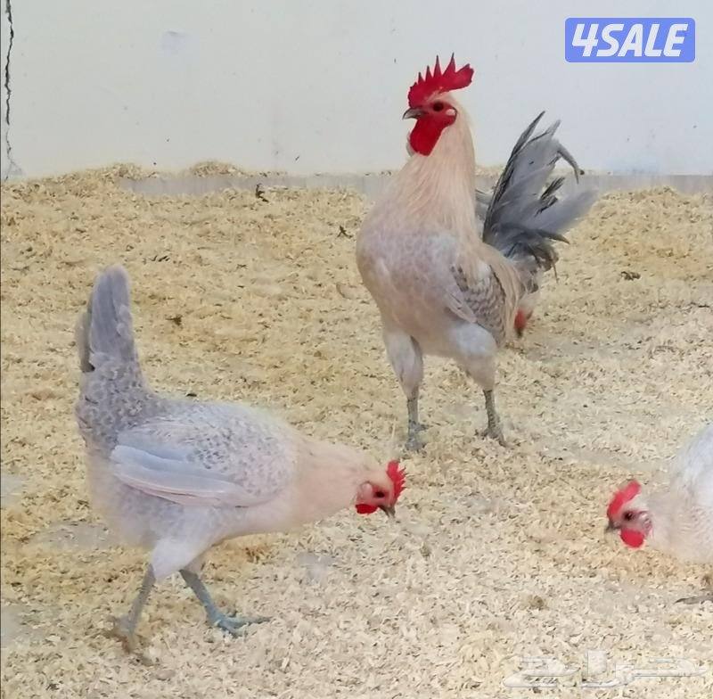 مطلوب فيومي قولد و دندراوي قمحي مثل الي بصوره0