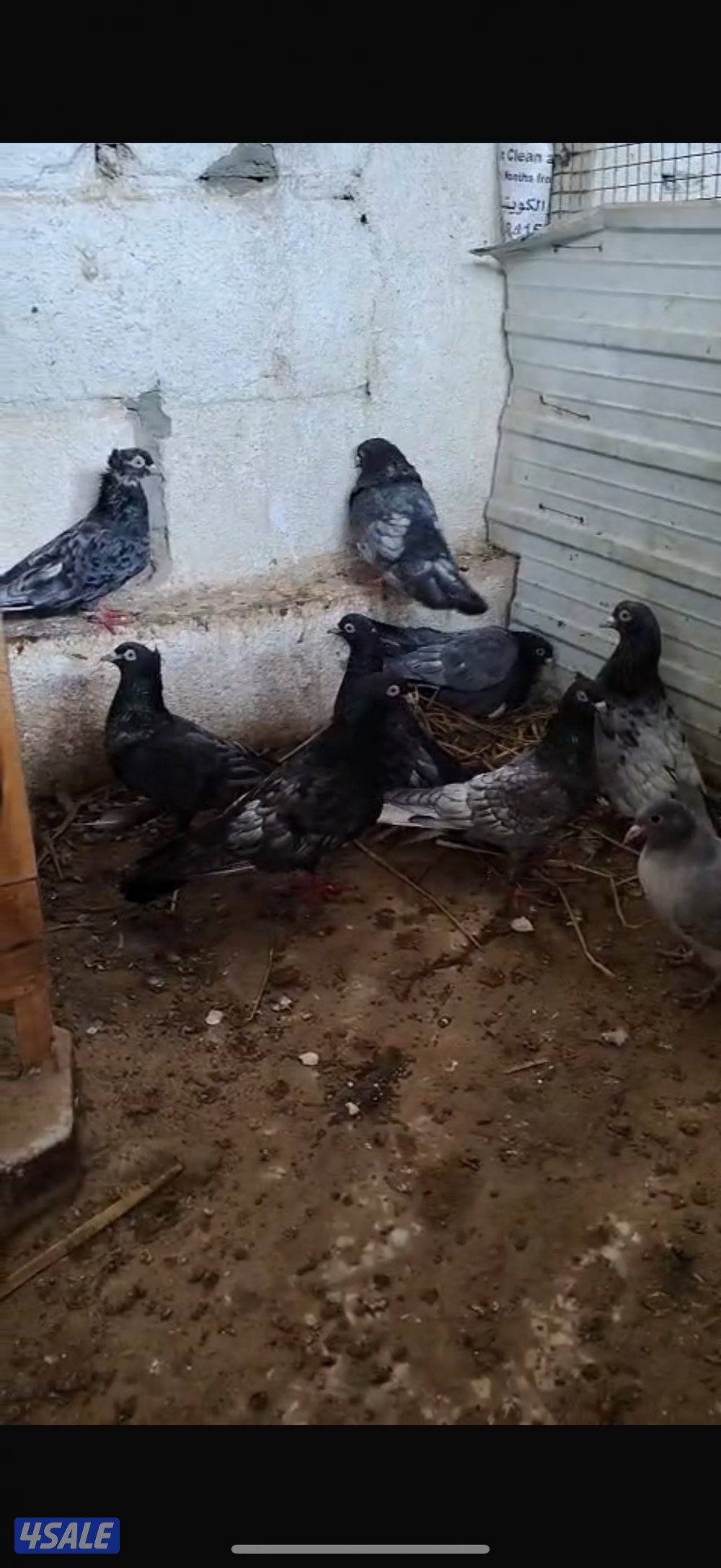 للبيع حلال متنوع1