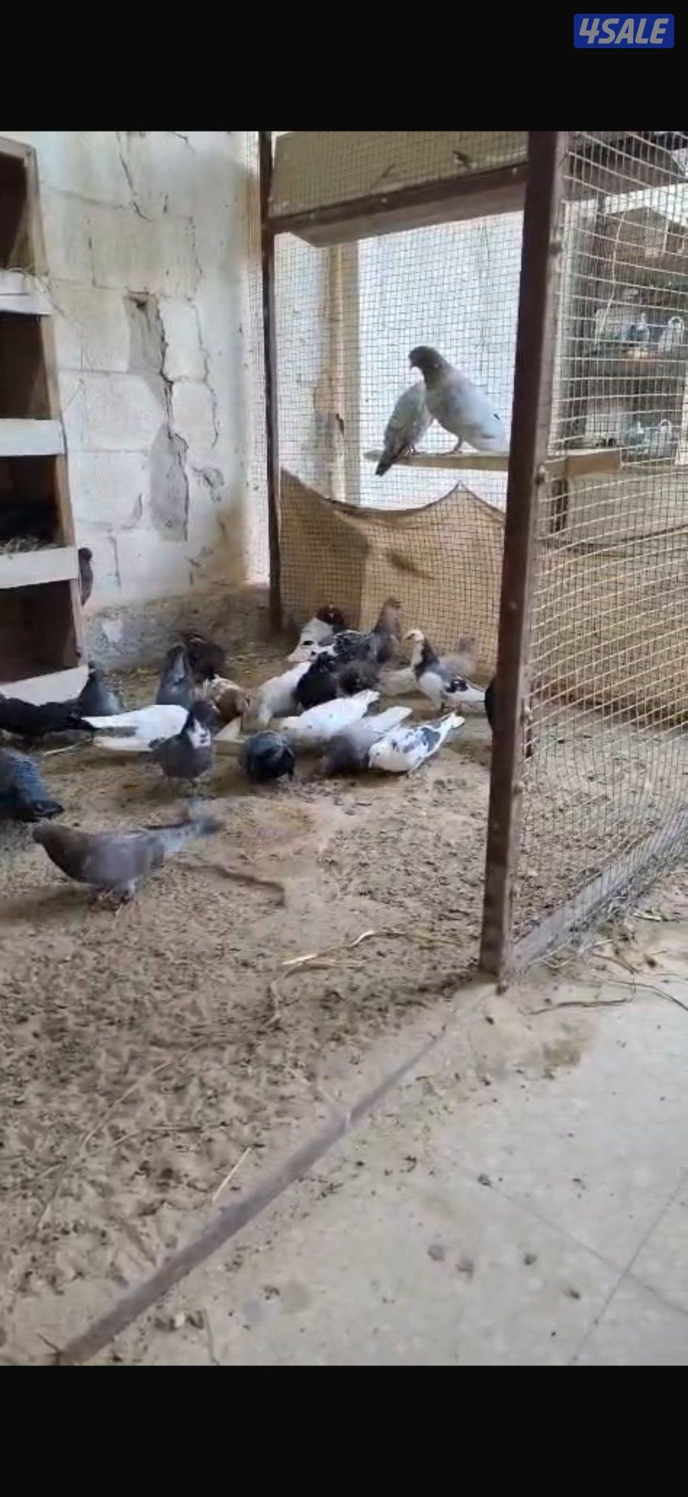 للبيع حلال متنوع2