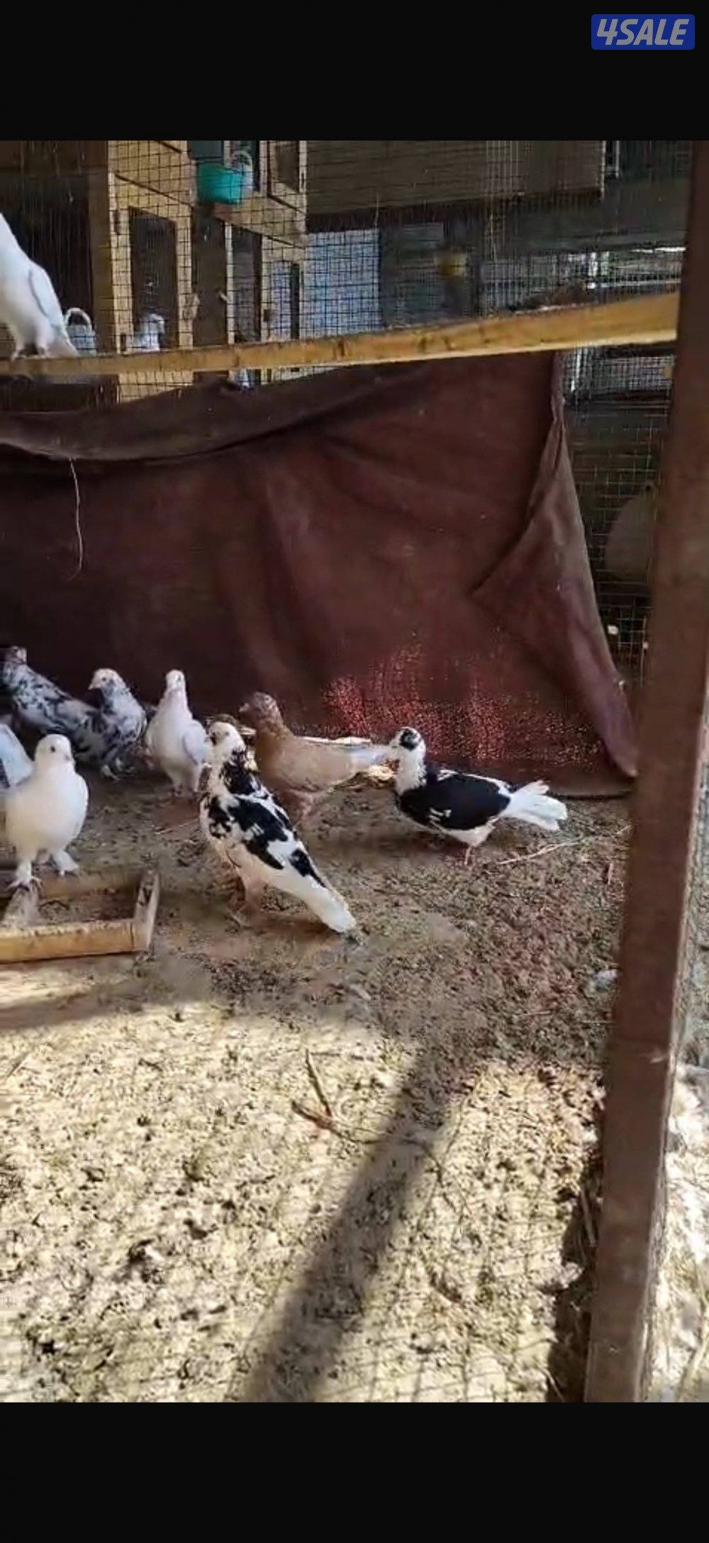 للبيع حلال متنوع3