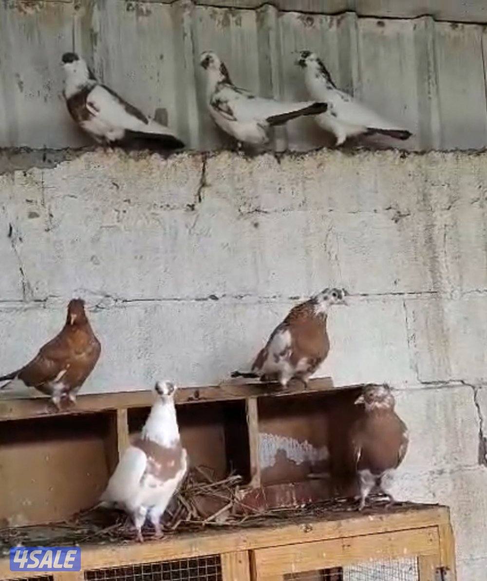 للبيع حلال متنوع4