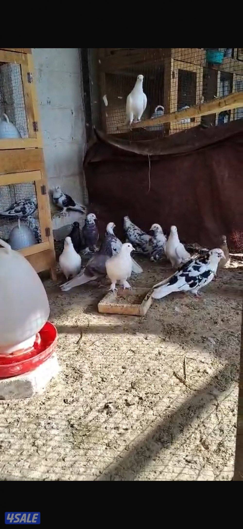 للبيع حلال متنوع5