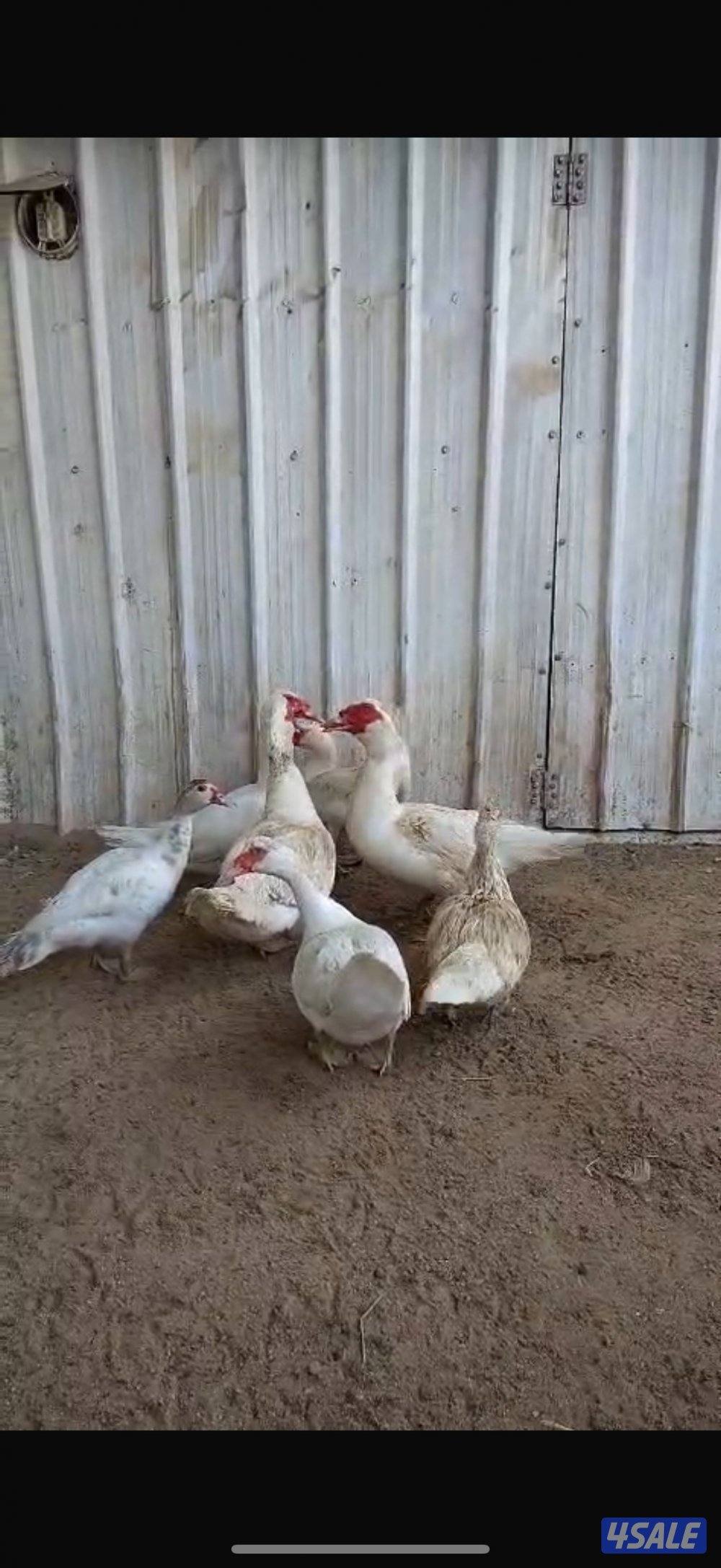 للبيع حلال متنوع6