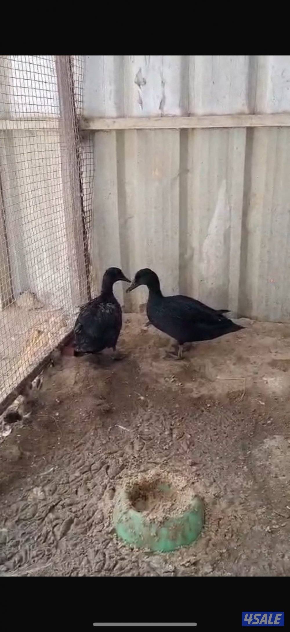 للبيع حلال متنوع7