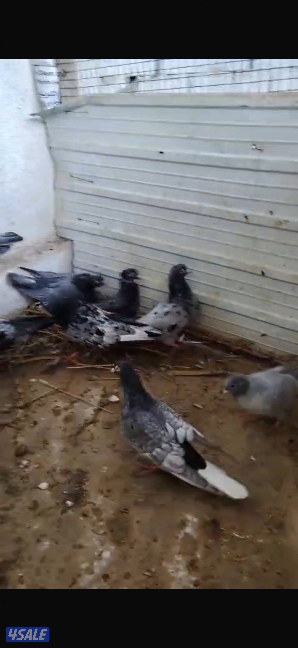 للبيع حلال متنوع8