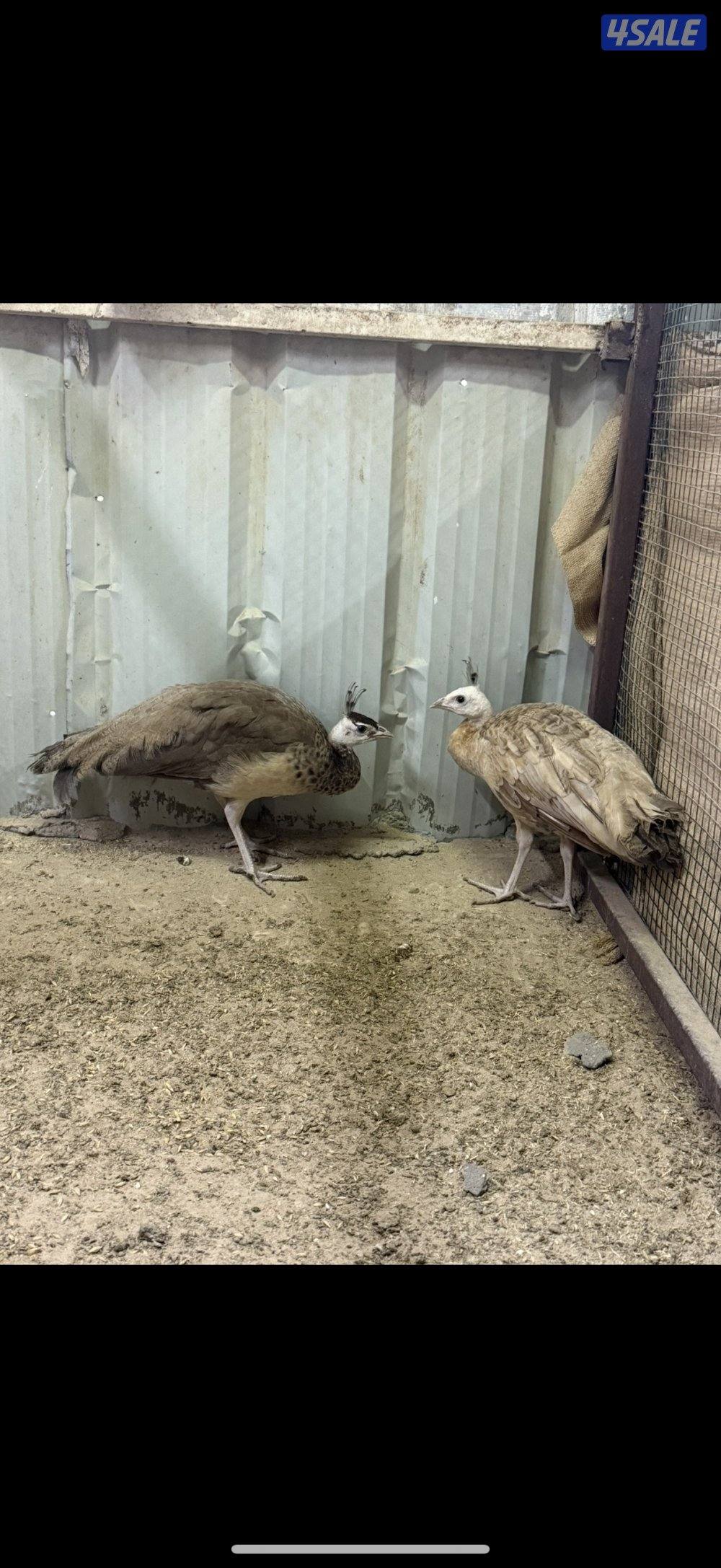 للبيع حلال متنوع10