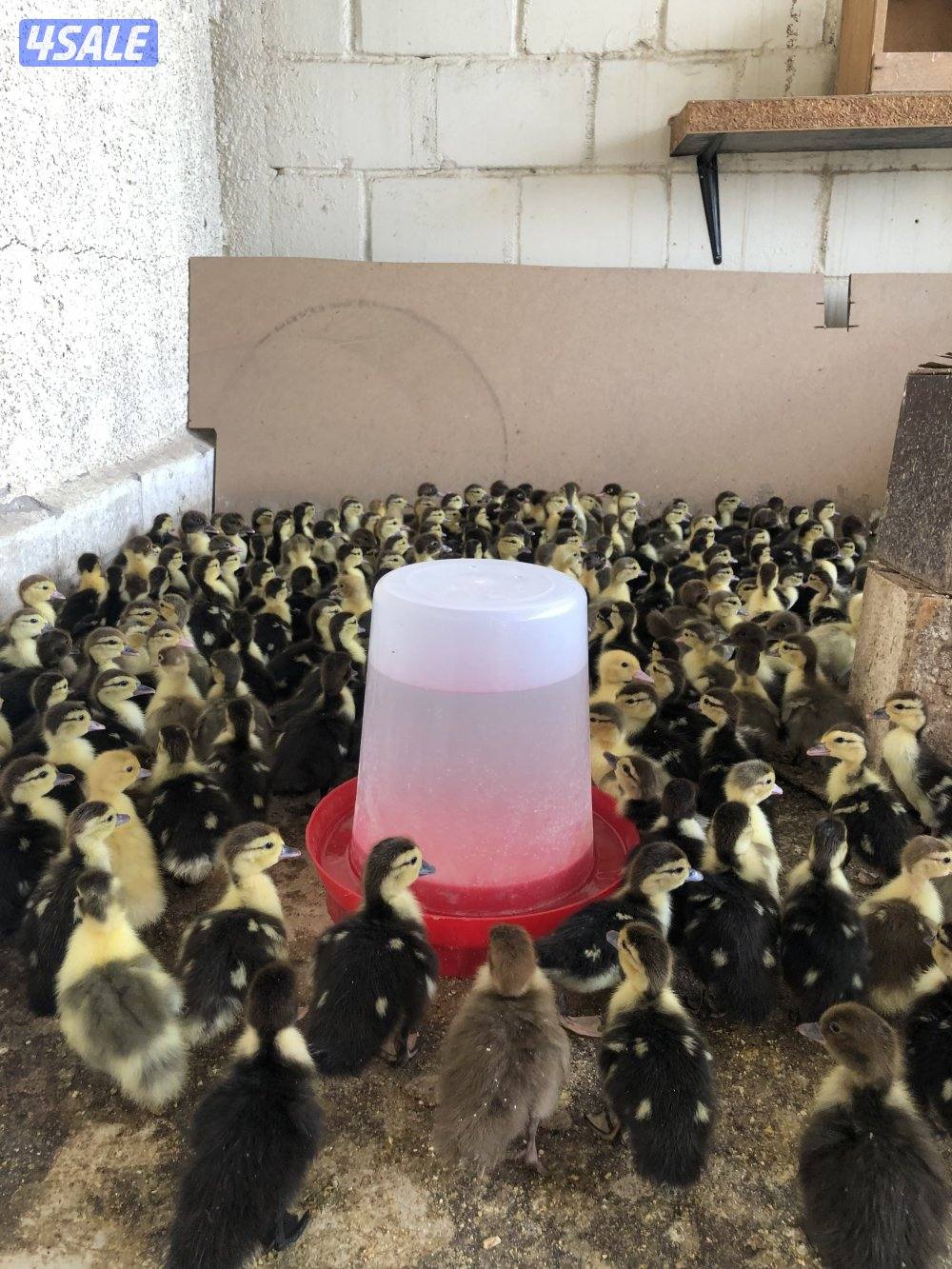 للبيع فروخ بط مصري0