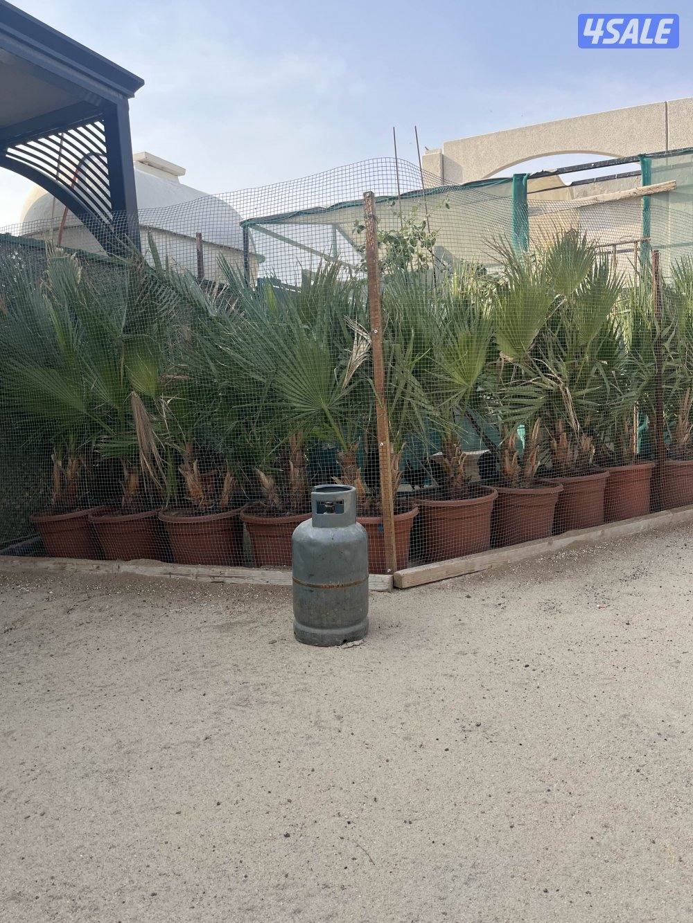 للبيع واشنطونيا دبل وجهنميات1