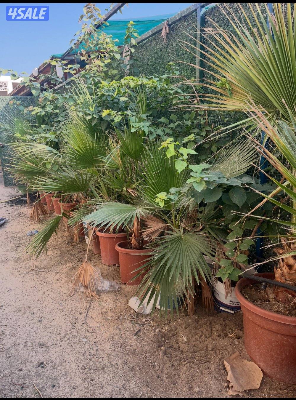 للبيع واشنطونيا دبل وجهنميات2