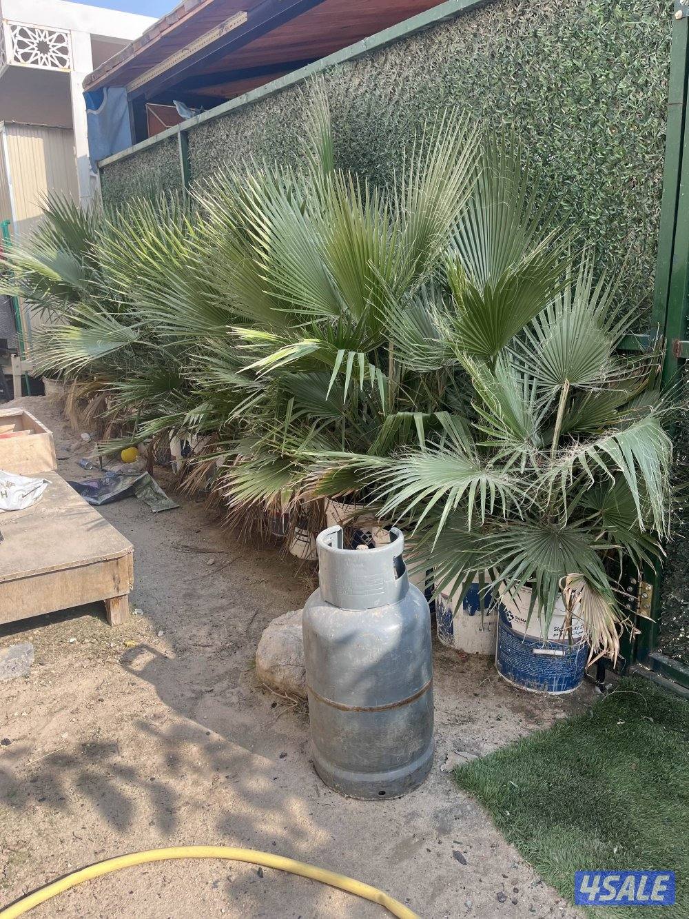 للبيع واشنطونيا دبل وجهنميات4