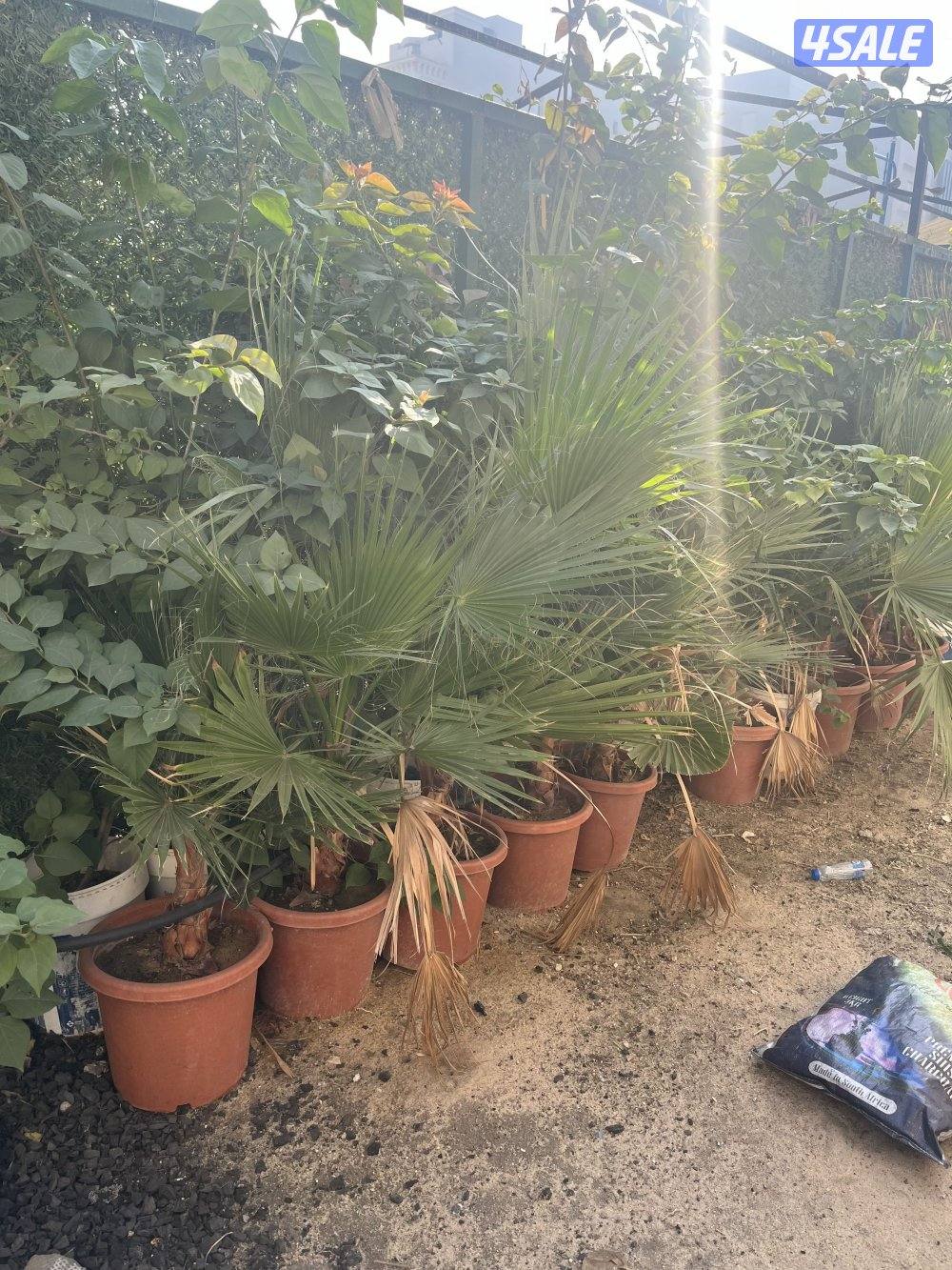 للبيع واشنطونيا دبل وجهنميات5