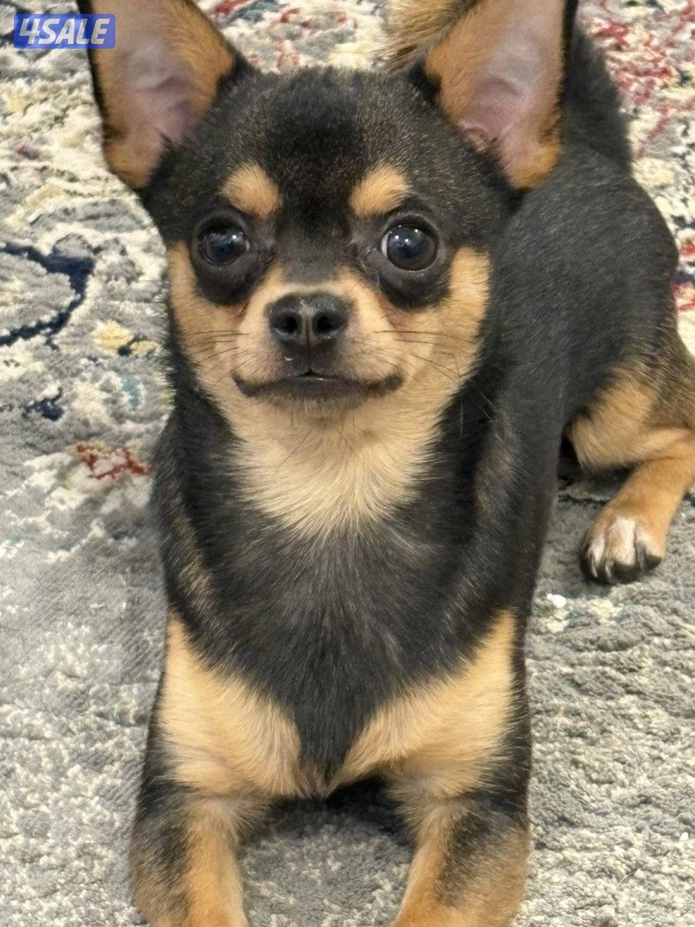 تي كب تشيواوا عمره ٤ شهور مطعم وصحته ممتازه0