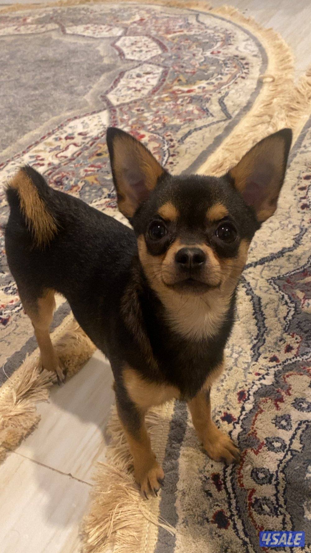 تي كب تشيواوا عمره ٤ شهور مطعم وصحته ممتازه1