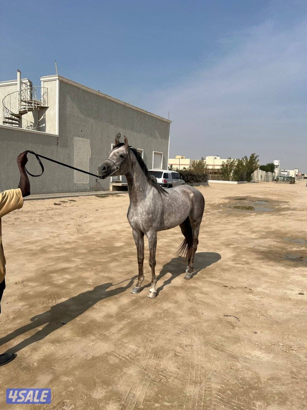حصان بولش حفيد الرشيم3