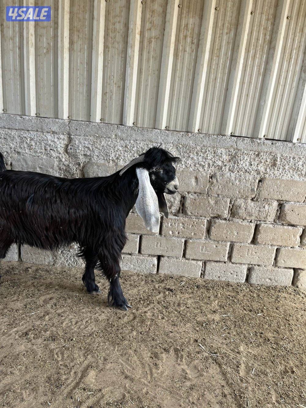 للبيع جدع مرسس وحار بالقريع1