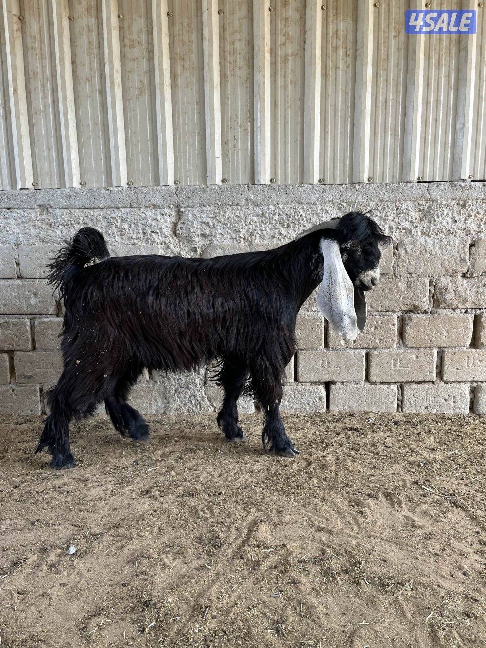 للبيع جدع مرسس وحار بالقريع2