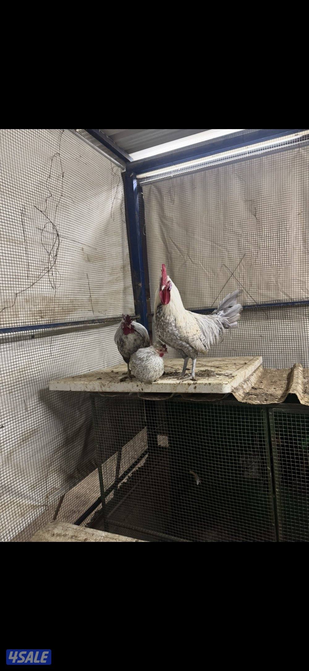 مجاميع دجاج عرب0