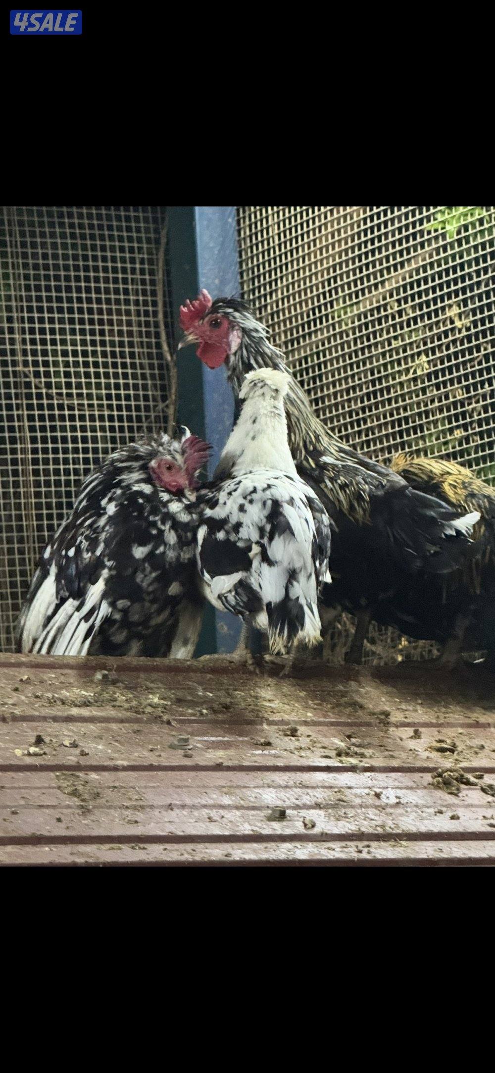 مجاميع دجاج عرب1