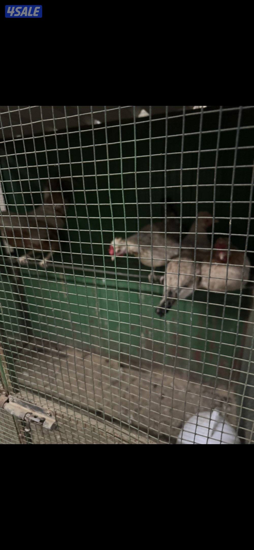 مجاميع دجاج عرب2