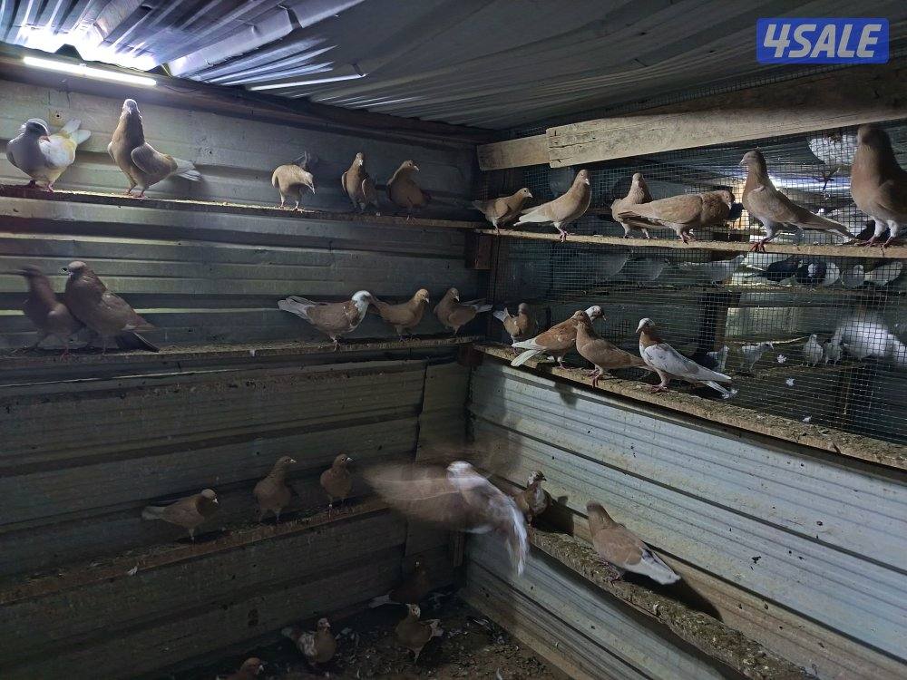 حمام حناوي ودشاشي2