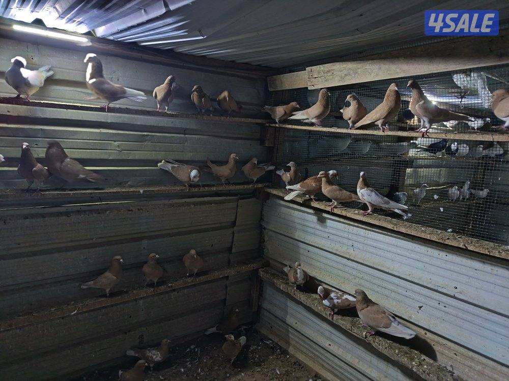 حمام حناوي ودشاشي1