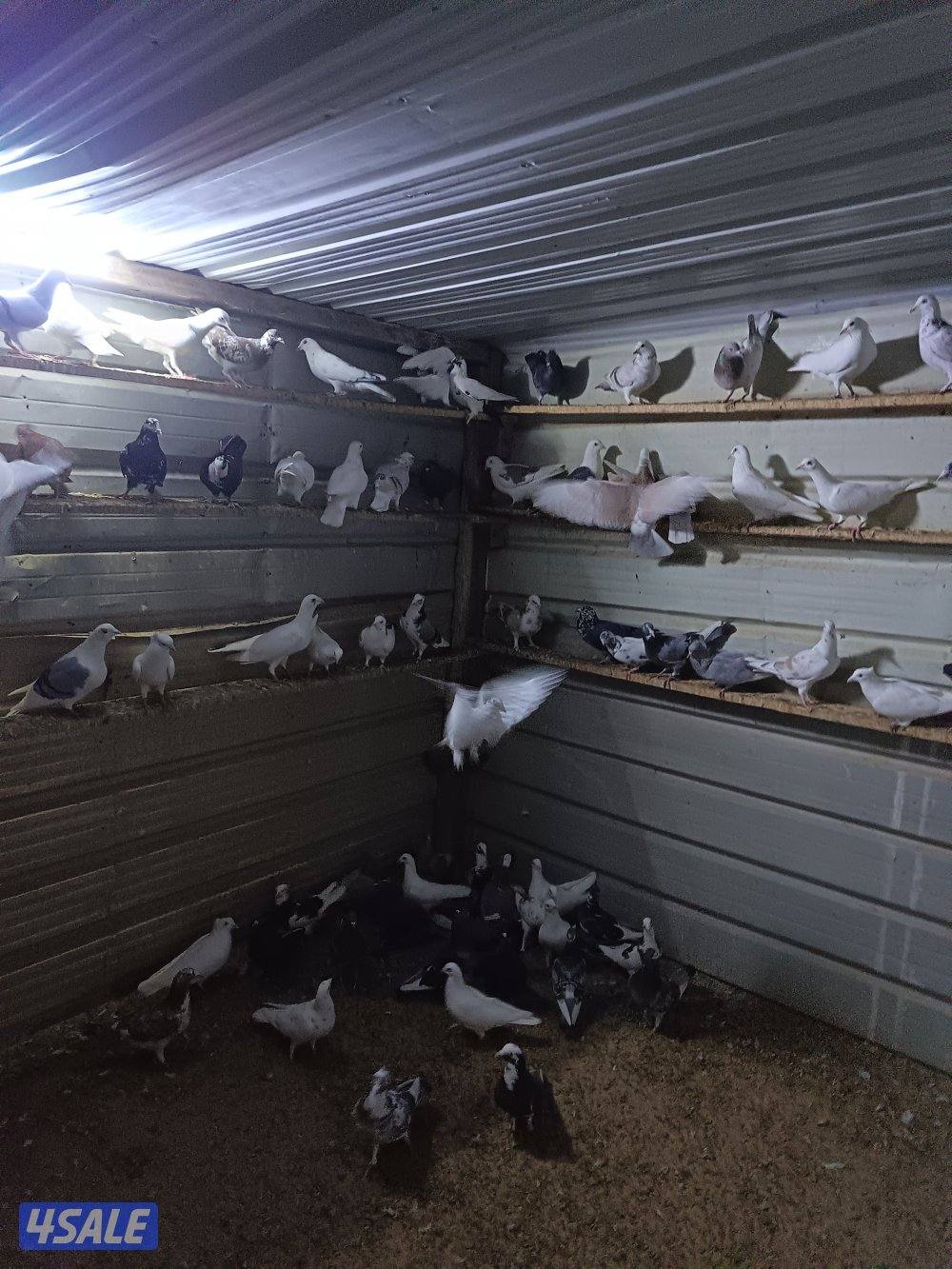 حمام حناوي ودشاشي3