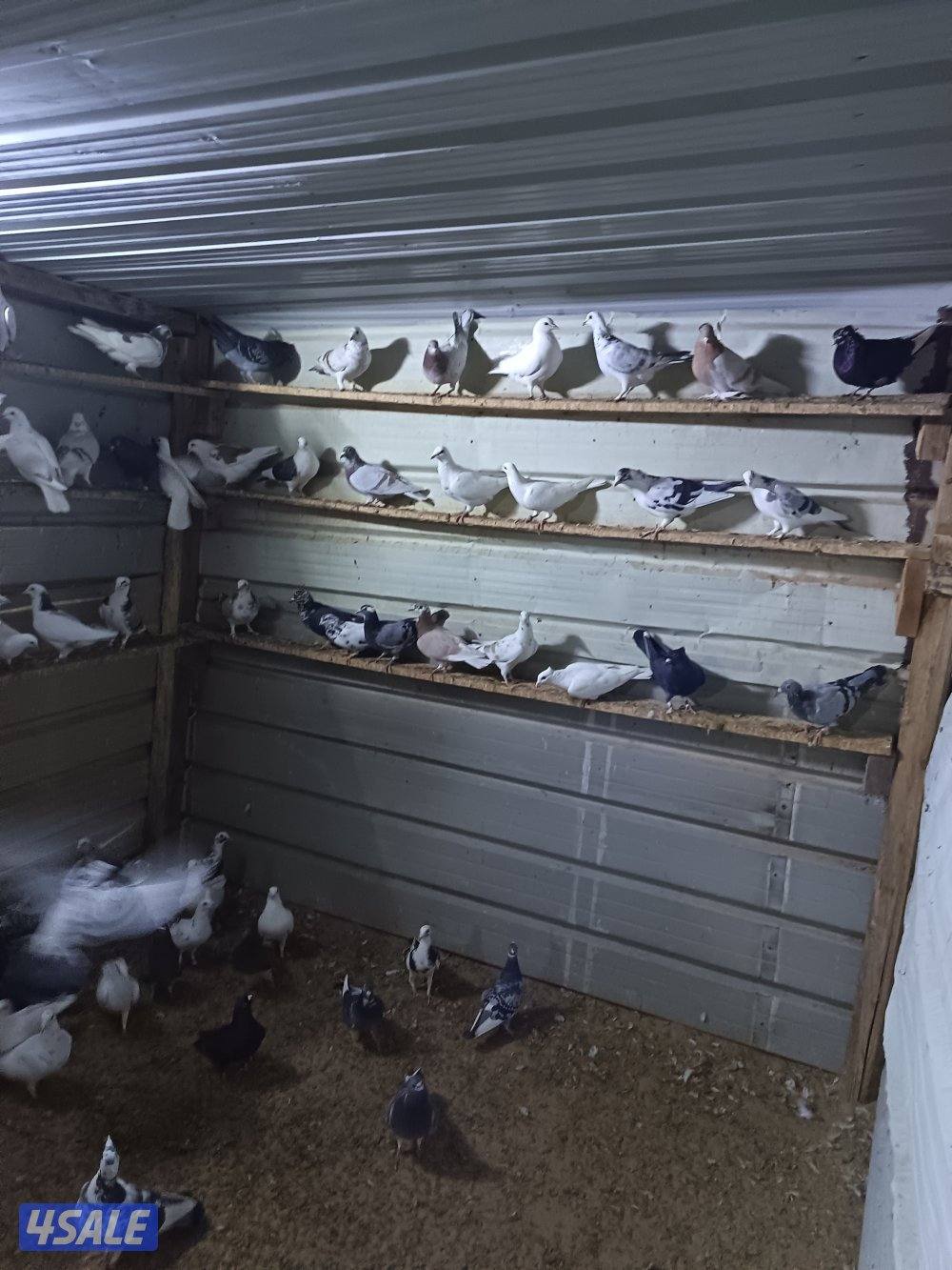 حمام حناوي ودشاشي4