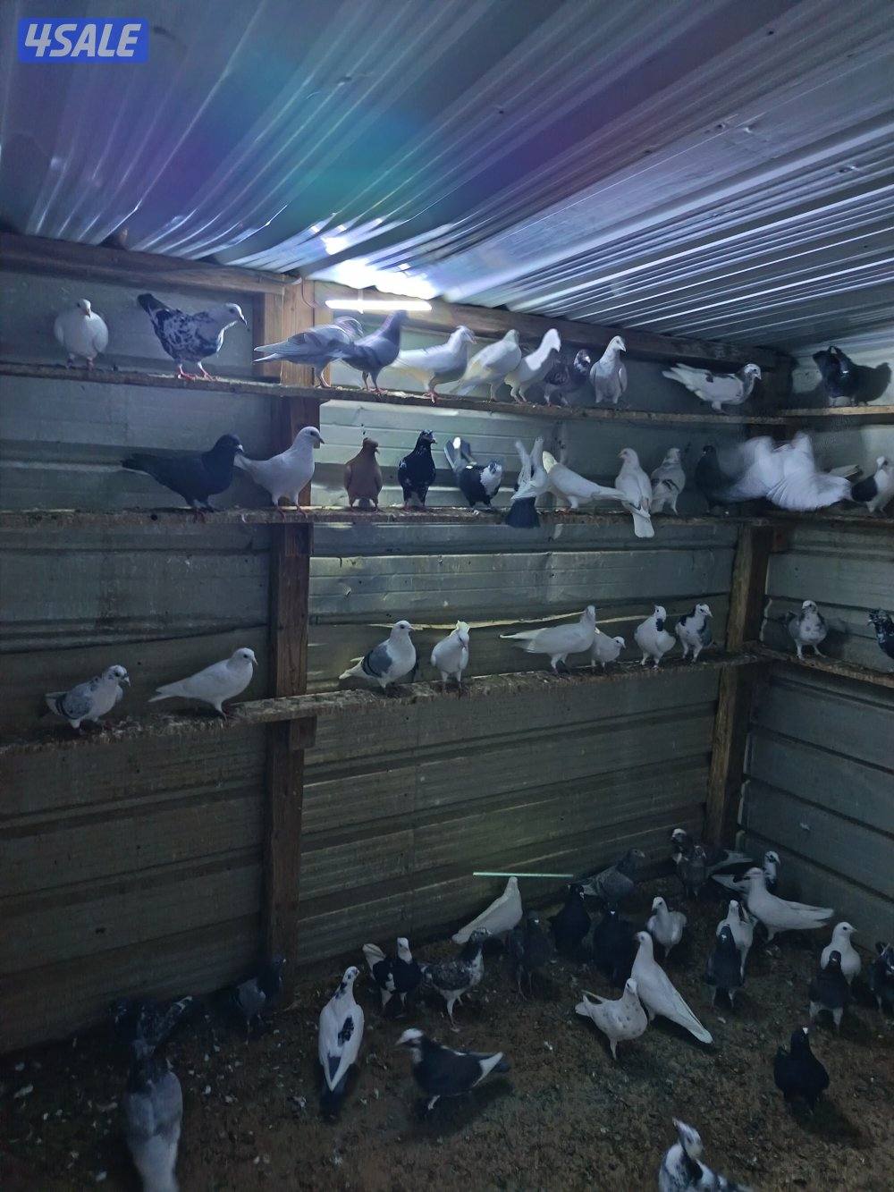 حمام حناوي ودشاشي5