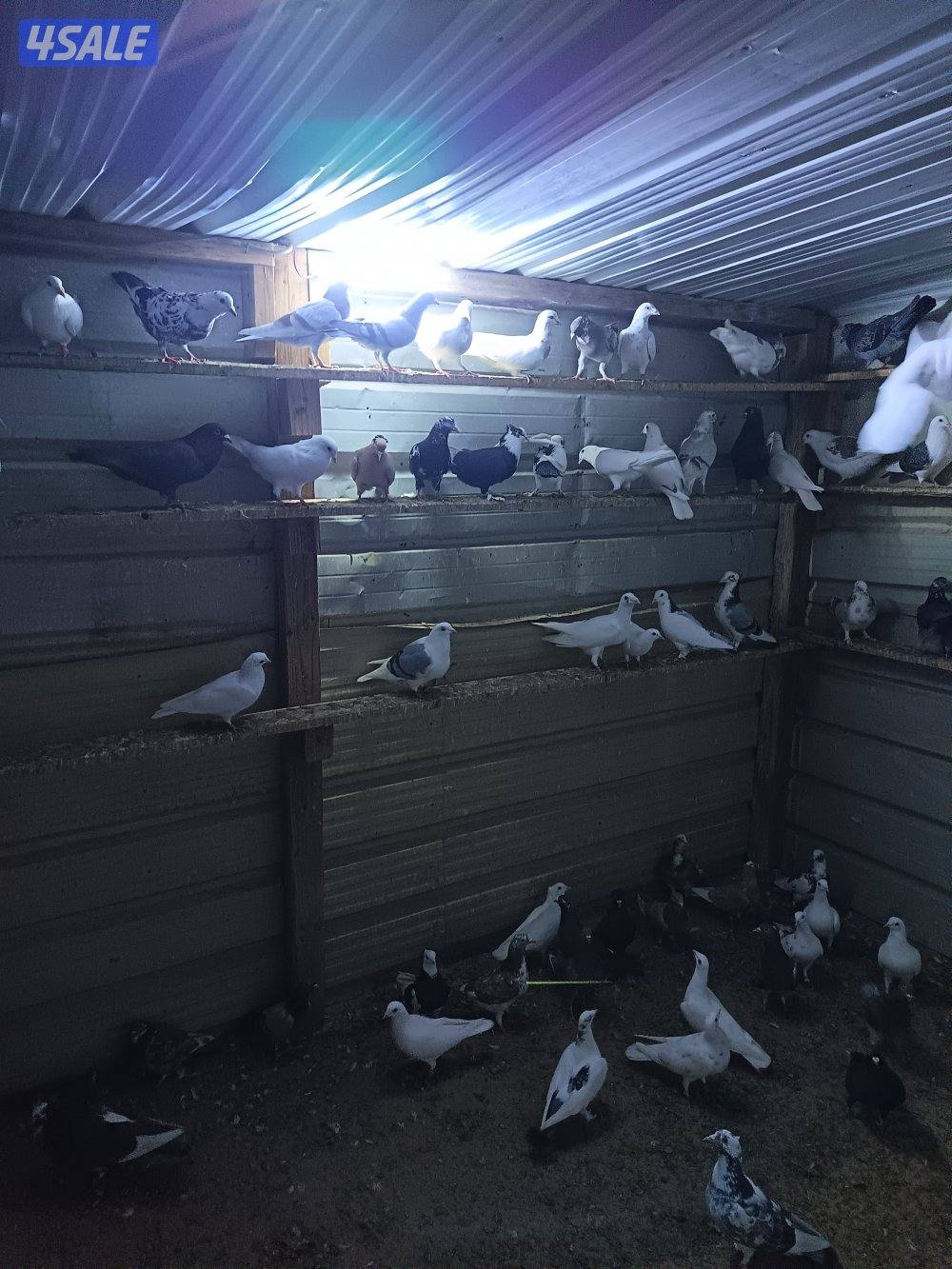 حمام حناوي ودشاشي6