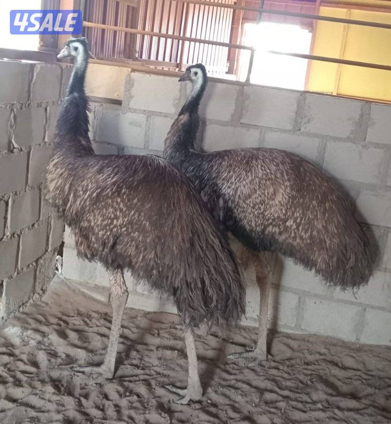 للبيع ايمو خمس اناثي شرط بياضين0