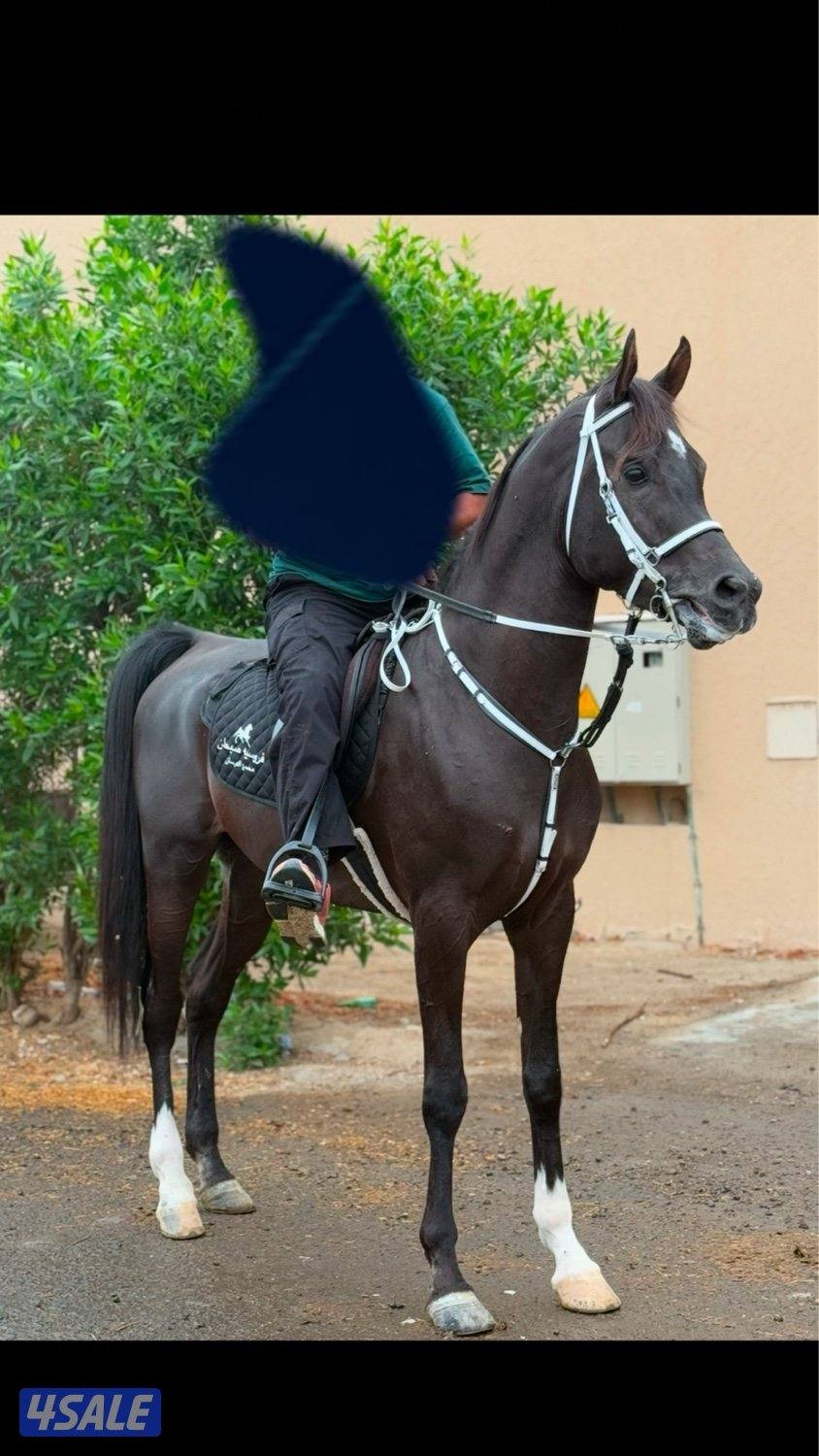 حصان مكس ادهم3