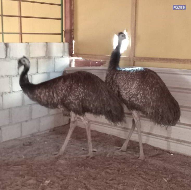 للبيع ايمو خمس اناثي شرط بياضين1