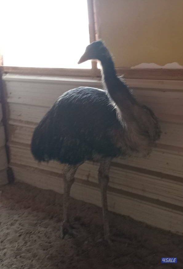 للبيع ايمو خمس اناثي شرط بياضين2