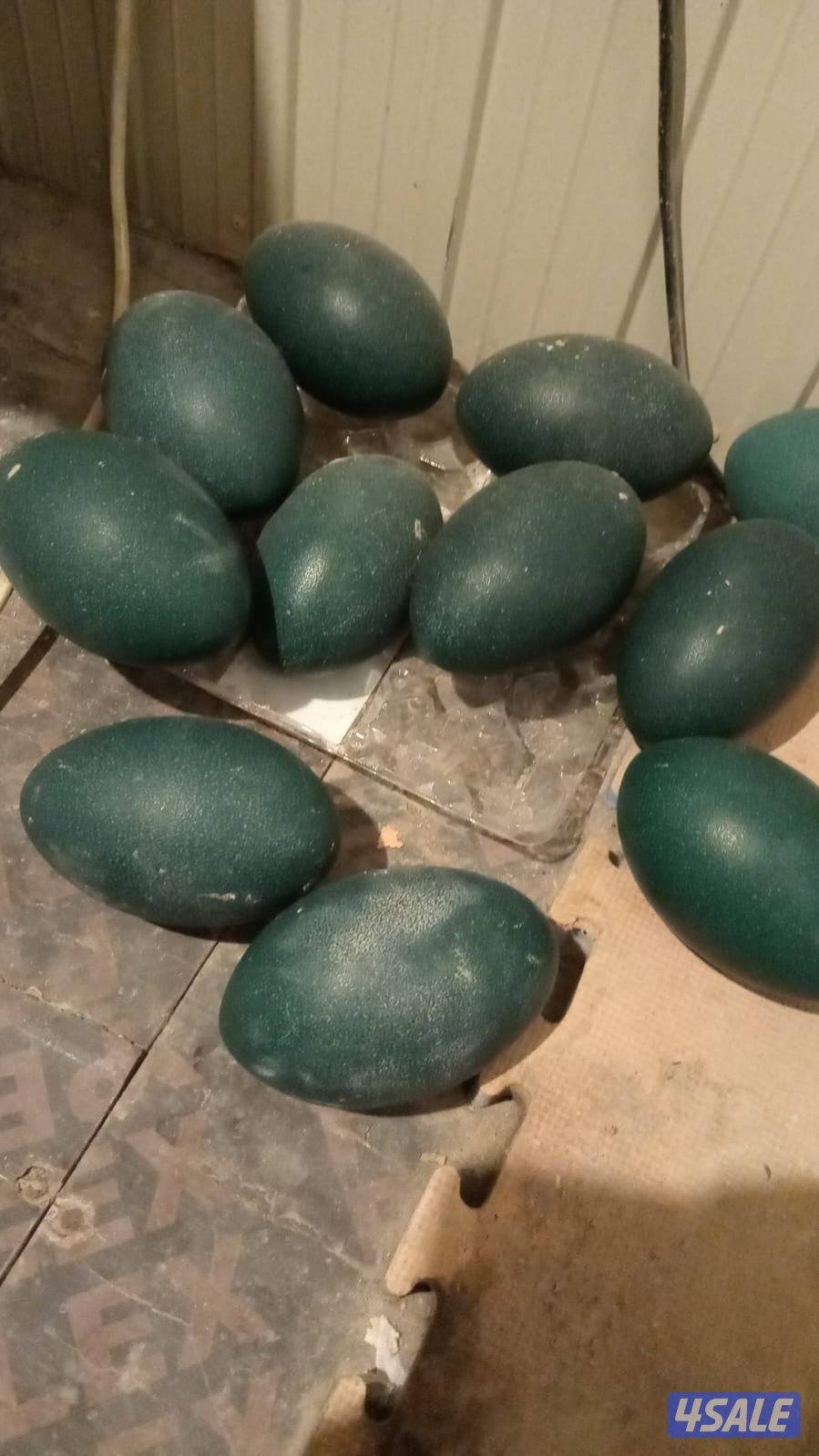 للبيع ايمو خمس اناثي شرط بياضين3