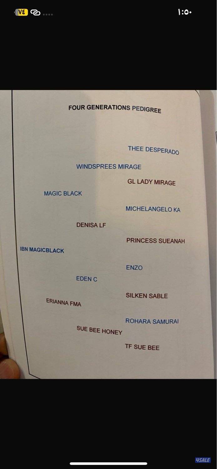 حصان مكس ادهم4