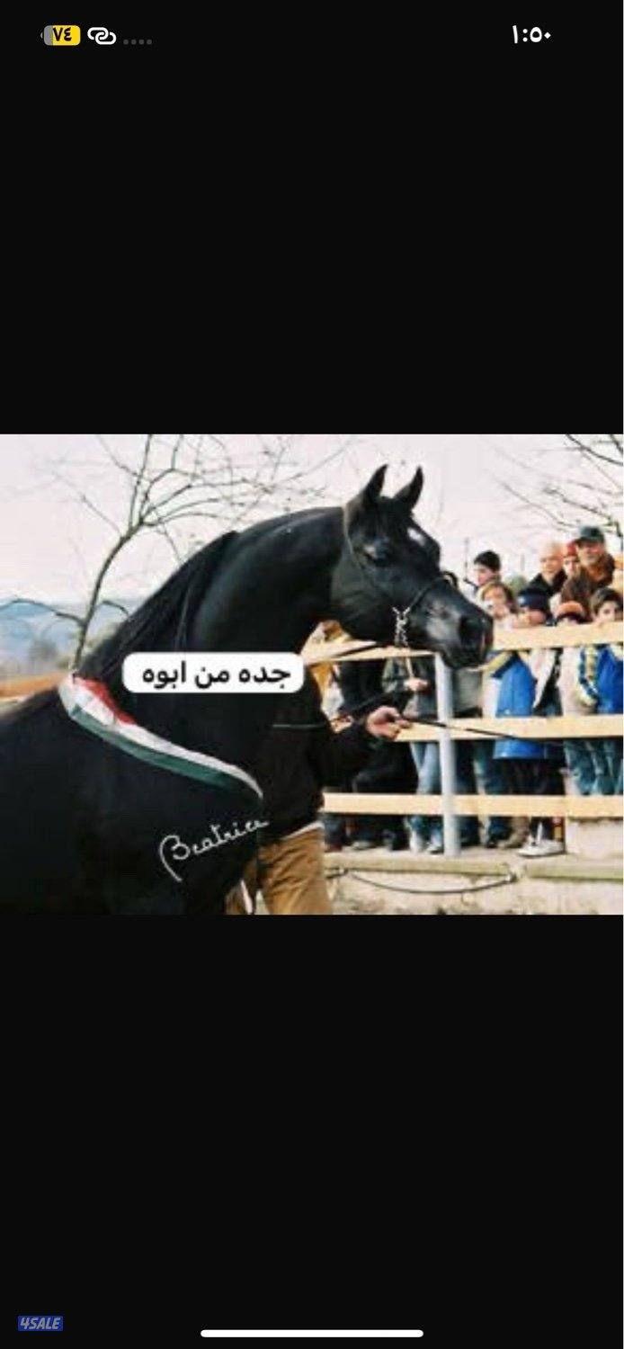 حصان مكس ادهم0