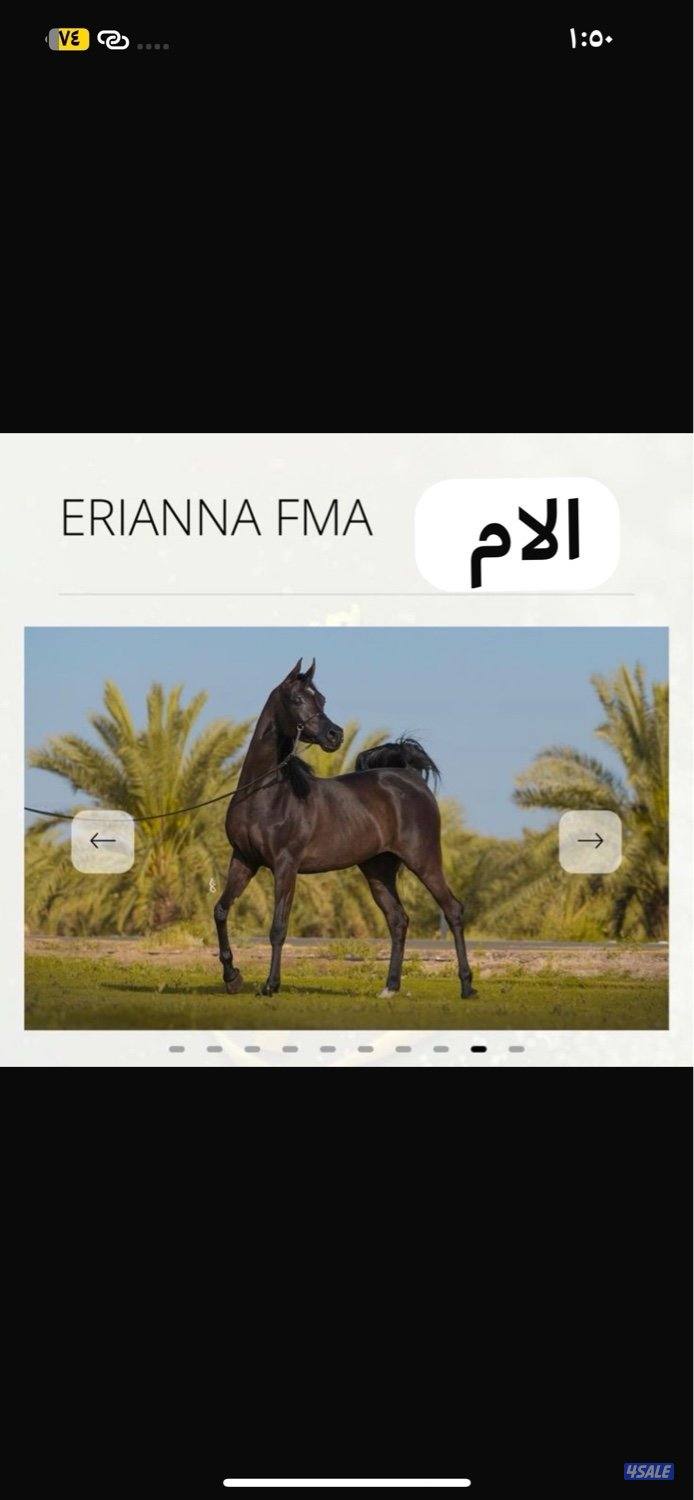 حصان مكس ادهم2