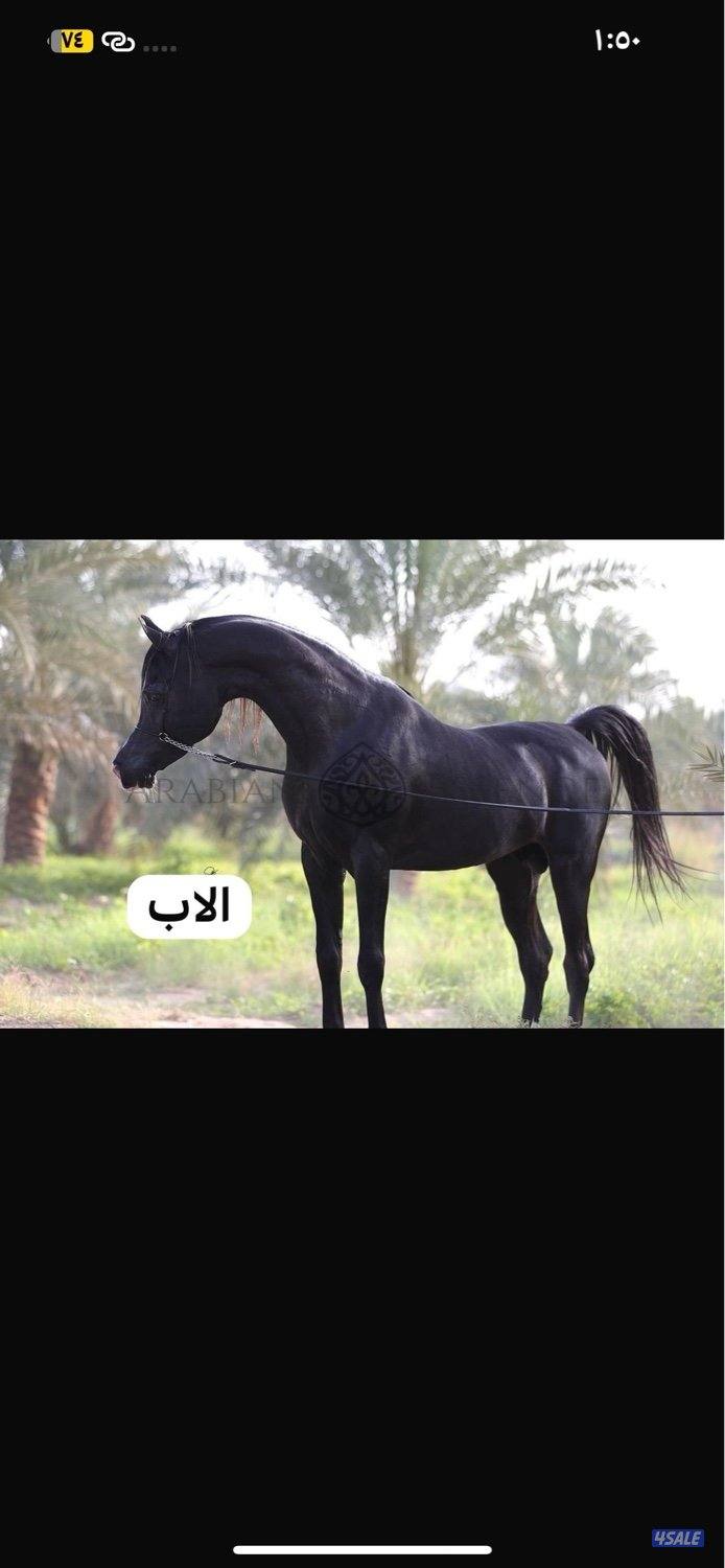 حصان مكس ادهم1