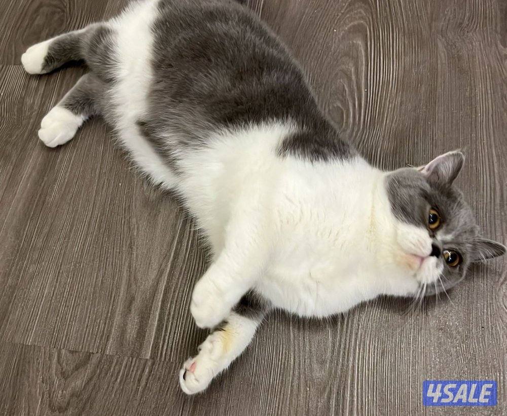 قطط للتبني1