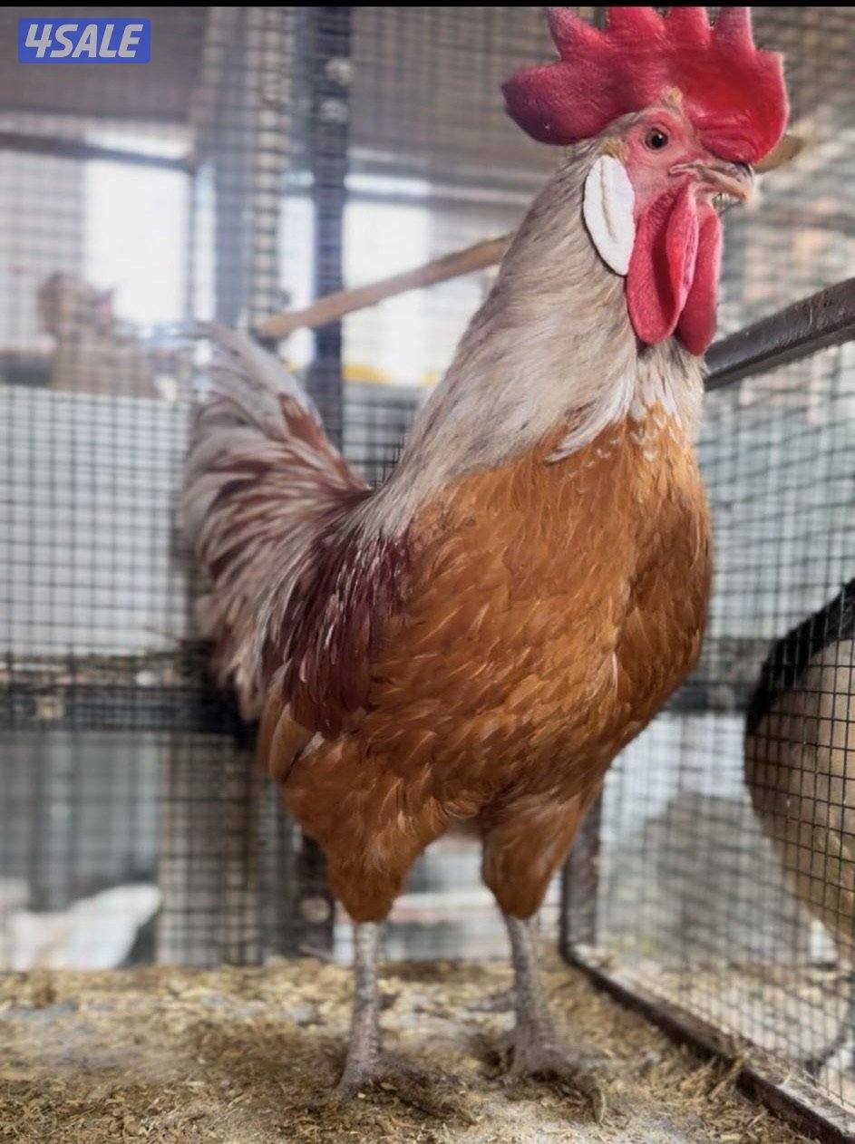 ديك فورورك سبلاش1